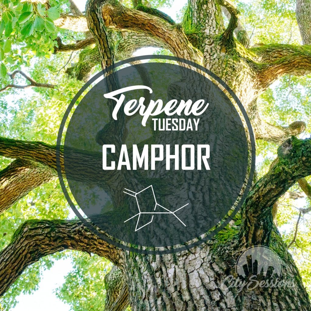 Terpene Tuesday CAMPHOR